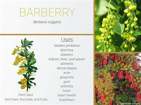 burberry herbal supplement|berberis vulgaris side effects.